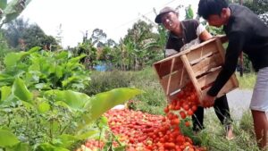 Harga Tomat Anjlok, Petani Lampung Barang Lempar Hasil Panen ke Jurang