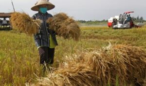 Petani Lapor ke KPK Terkait Impor Beras Jelang Panen Raya