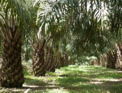 Tingkatkan Kualitas Kebun Sawit Petani, Disbun Kukar Aktifkan Program STD-B