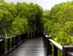 Pemdes Saliki Berkomitmen Bangun Destinasi Wisata Mangrove yang Memikat