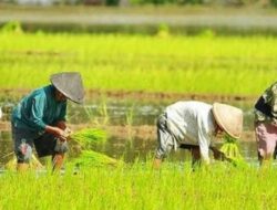 Pembangunan Pertanian di Maluhu, Dukungan Penuh Pemkab Kukar
