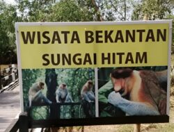 Perjuangan Menyelamatkan Bekantan Kiprah Aktivis di Sungai Hitam
