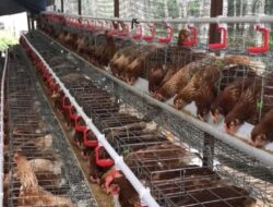 Ayam Probiotik Pencetak Masa Depan Gemilang Desa Loa Duri Ilir