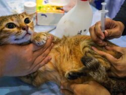 Dinkes Kaltim Terus Imbau Masyarakat Untuk Cegah Penyebaran Virus Rabies