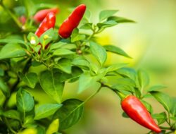 Harga Cabe Rawit Kini Mencapai Rp91.950 per kilogram