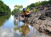 Kemenhut Perkuat Rehabilitasi Mangrove Kaltim Lewat Platform Mandara