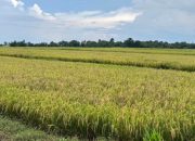 Kementan Kerahkan 70 Brigade Pangan untuk Percepat Swasembada Kaltim