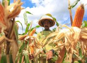 Produksi Jagung Kaltim 2025 Melonjak 160 Persen, Dipicu Program Tanam Serentak